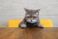 Never employ a cat. They are ‘unreliable, capricious and liable to absenteeism’