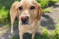 As a Labrador swam by me out to sea his owner said ‘I hope he doesn’t meet a seal’. I later learned why