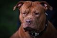 Owners surrender 60 XL Bullies to authorities after move to ban breed