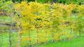My beech hedge looks brown and tatty. Is it past the point of rescue?