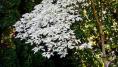 The struggles and charms of variegated gardening