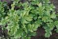 Will my potato plants recover after frost damage? 