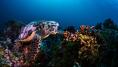 World on verge of ratifying key treaty to protect oceans
