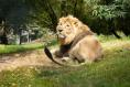 Fota pride swells as new Asiatic lion is wooed by lionesses