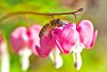 Late-spring flowering plants can’t wait for summer to get started