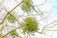 I have mistletoe in my garden. Will it kill the host tree?
