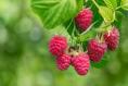 My raspberry plants are producing very few berries – are they a lost cause? 