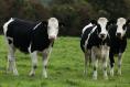 Irish agricultural prices soar by almost 19%