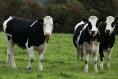 Irish agricultural prices soar by almost 19%