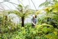 The best ferns for Irish gardens: Chelsea gold medallist Billy Alexander’s best picks