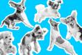 I’m a late convert to the charms of the self-important little dog