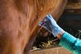 Eradication of TB threat to Irish dairy exports ‘further away than ever’