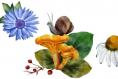 How to stop hungry slugs and snails from wreaking havoc in your garden 