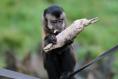 Public warned not to approach wild monkey that escaped from Co Wicklow sanctuary
