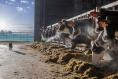 Irish dairy and beef sectors have the tools to tackle methane emissions