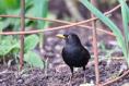 How do I stop birds uprooting my vegetable seedlings?