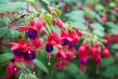 Thought fuchsia and montbretia were native Irish plants? Think again