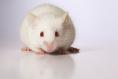 Dublin Lidl store forced to close after rodent droppings and mouse spotted