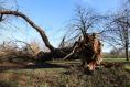 My coastal trees and shrubs were damaged by Storm Éowyn. What should I do? 