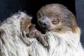First sloth born at Fota Wildlife Park arrives with impeccable timing