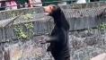 Chinese zoo denies its bears are humans dressed in costumes