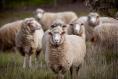 Dawn Meats lands a major New Zealand deal and Enterprise Ireland’s 30% CEO pay rise pitch