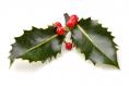Why is our holly bush suddenly shedding? 