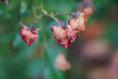 How can I resuscitate my dying roses?