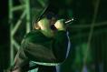 Kneecap apologise to fans after Vienna show cancelled due to ‘safety concerns’
