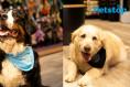 Win a pawsome €500 Petstop gift card!