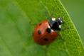 Calling all ladybird spotters: help fill in the picture on these charismatic little bugs