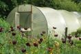 What are the best vegetables and fruits to grow in a polytunnel?