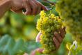 What is clean wine and will it help me avoid a hangover?