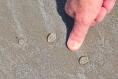 Eye on Nature: ‘We saw these translucent blobs on the beach in Rosslare. What are they?’