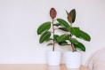 Why are my rubber plants looking so unhappy?