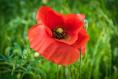 Poppies: How to grow a flower that symbolises the bittersweet nature of a summer garden