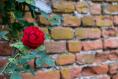 I’m worried the roots of my neighbour’s roses will damage my wall. What can I do?