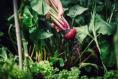 ‘I’m disappointed by my vegetable yield. How can I do better?’ 
