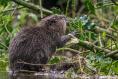 Eager achiever: Frank McNally on introducing the beaver to Ireland