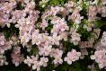 ‘How can I make my wisteria and clematis-clad wall look less bare in winter?’