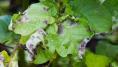 Is it too late to save my blighted potato plants?