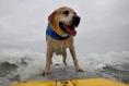 Dogs take to the sea on surfboards in California